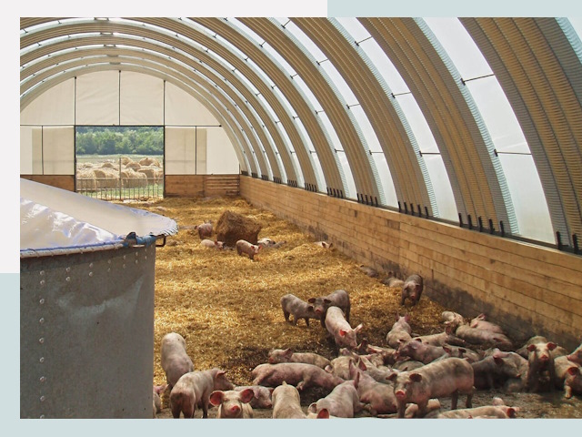 Строительство свинарников в Кунгуре